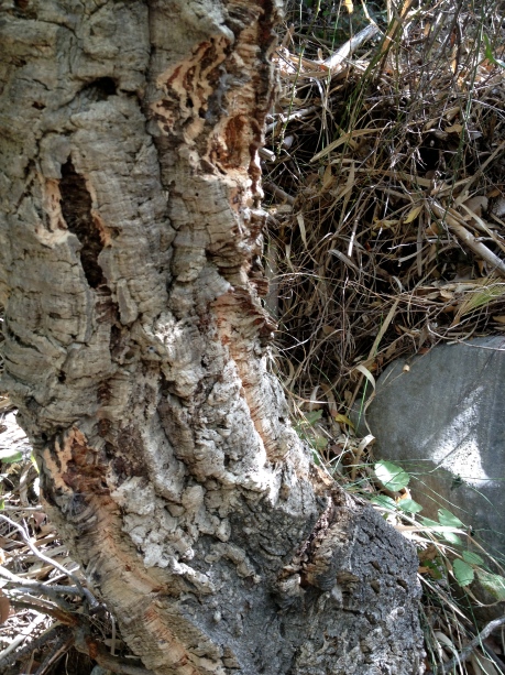 wild cork oak copy